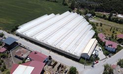 Pilotun seralarında topraksız tarımla üretilen çilekler ihraç ediliyor