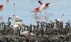 Flamingoların büyüleyici dünyası Bornova’da