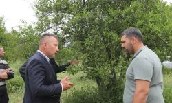 Muğla'da zirai donun yaraları sarıldı